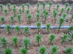 [091007 Amateras 1416.JPG]